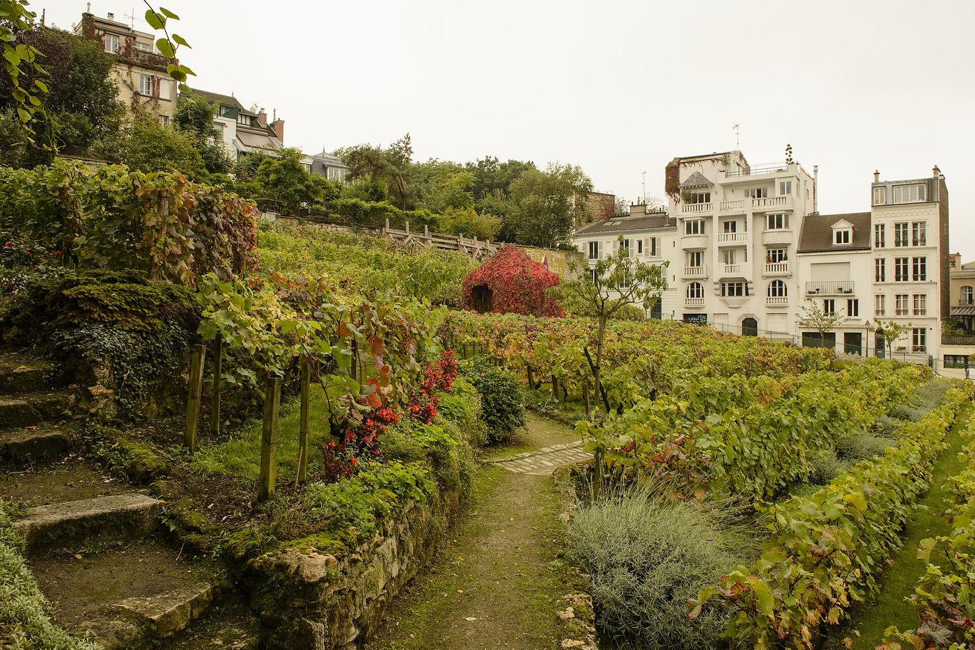 Vines near Saint-Émilion in autumn. French wine exports to the United States fell 21 percent in the first eight months of the year.